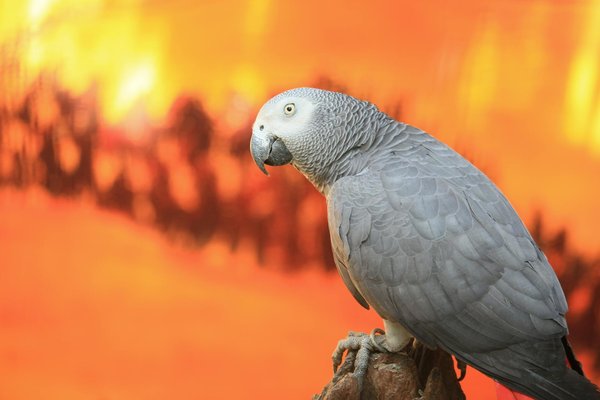 Essaims d'abeilles : trouvez le vôtre en 2025 facilement