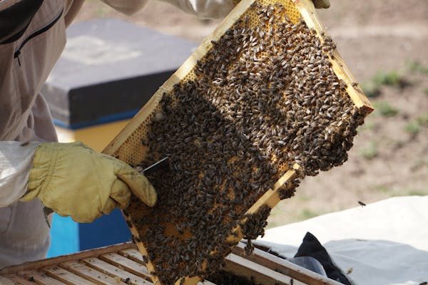 Essaims d'abeilles : trouvez le vôtre en 2025 facilement