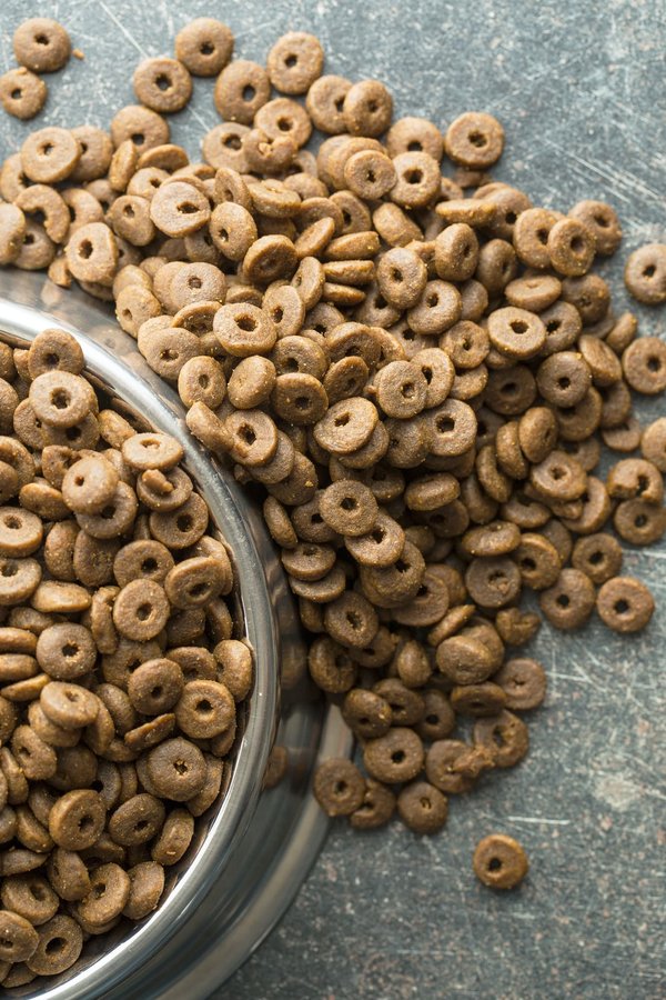 Pourquoi nourrir son chien de croquettes sans céréales ?