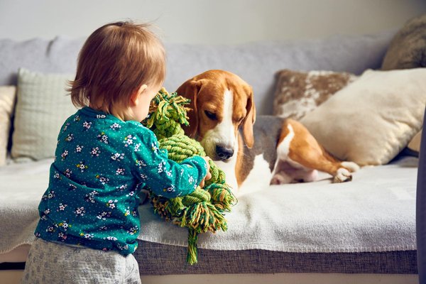 Maîtriser les noeuds pour chien : techniques fondamentales et choix responsables d'équipement