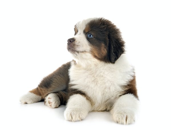 Quelques conseils pratiques pour le choix d'un Berger américain miniature