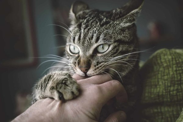 5 astuces essentielles pour le bien-être de votre chat