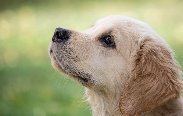 Traitement de l'arthrose chez le chien : les options et leur efficacité